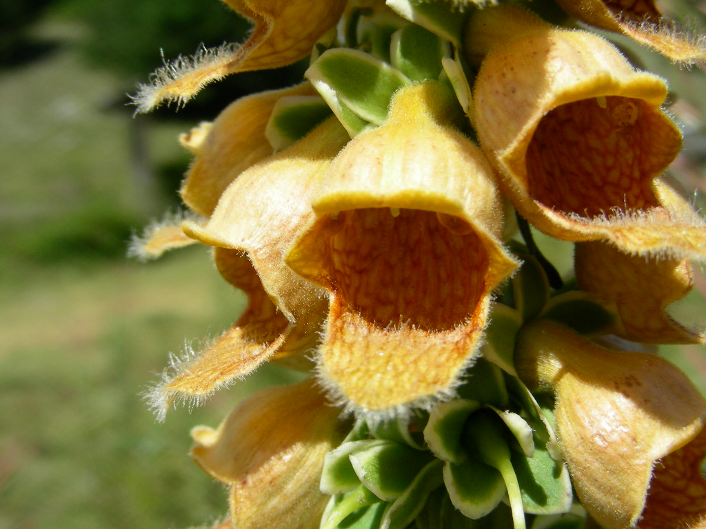 Digitalis ferruginea / Digitale bruna